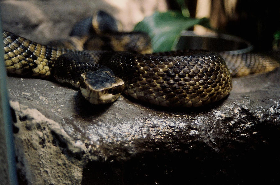 Now The Serpent Photograph by David Campbell - Fine Art America