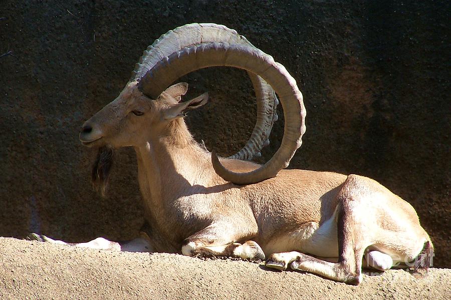 Goat Photograph - Nubian Ibex 2 by Lorrie Bible