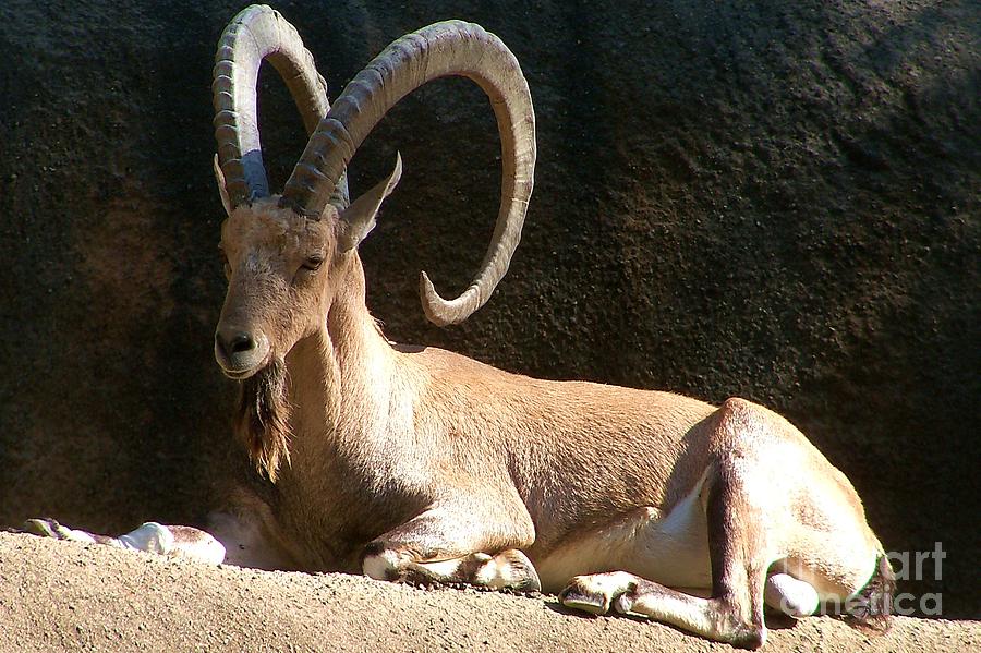 Goat Photograph - Nubian Ibex 4 by Lorrie Bible