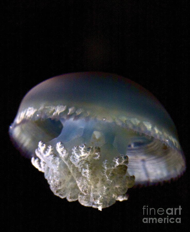 Mushroom Photograph - Nuclear Mushroom Jelly by Xn Tyler