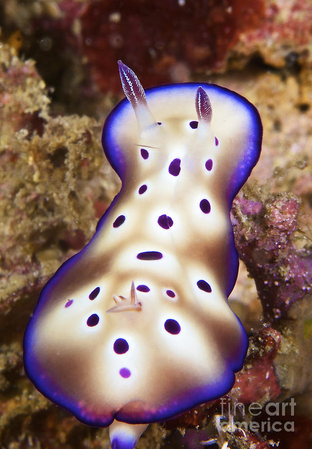 Nudibranch Feeding On Algae, Papua New Photograph by Terry Moore