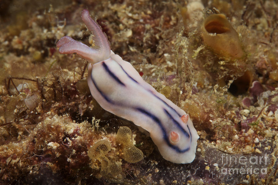 Nudibranch Feeding On The Reef, Fiji Photograph by Terry Moore