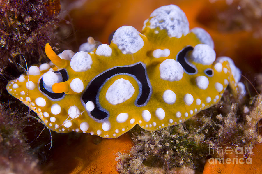 Nudibranch On Coral, Papua  New Guinea Photograph by Steve Jones
