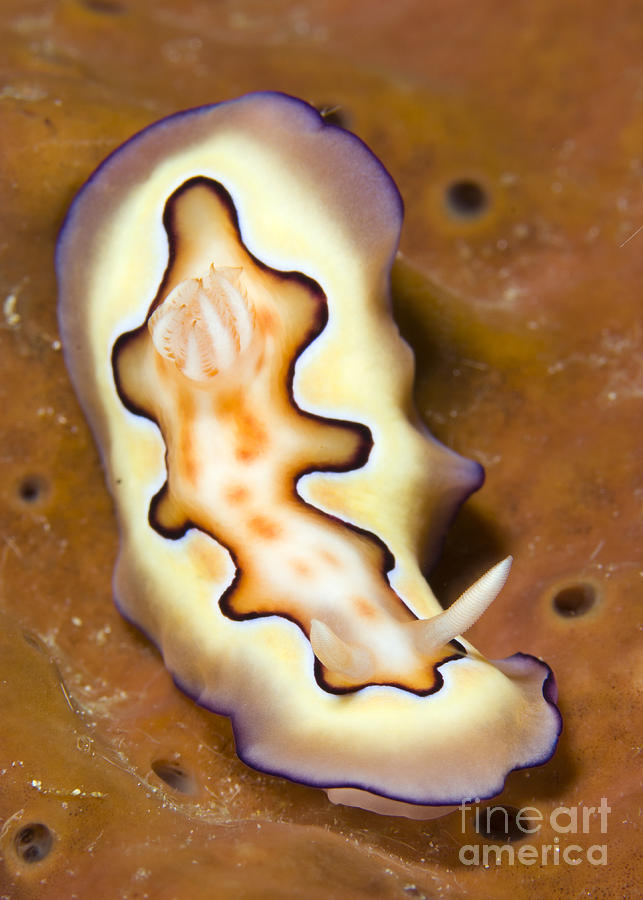 Nudibranch On Orange Sponge, Kimbe Bay Photograph by Steve Jones