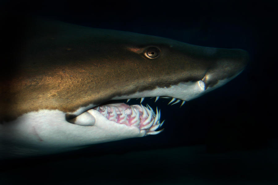 Nurse Shark Photograph by Anthony Jones