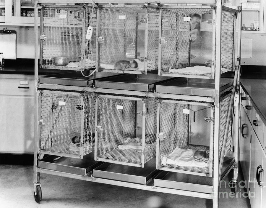 Nursery Cages Photograph by Science Source