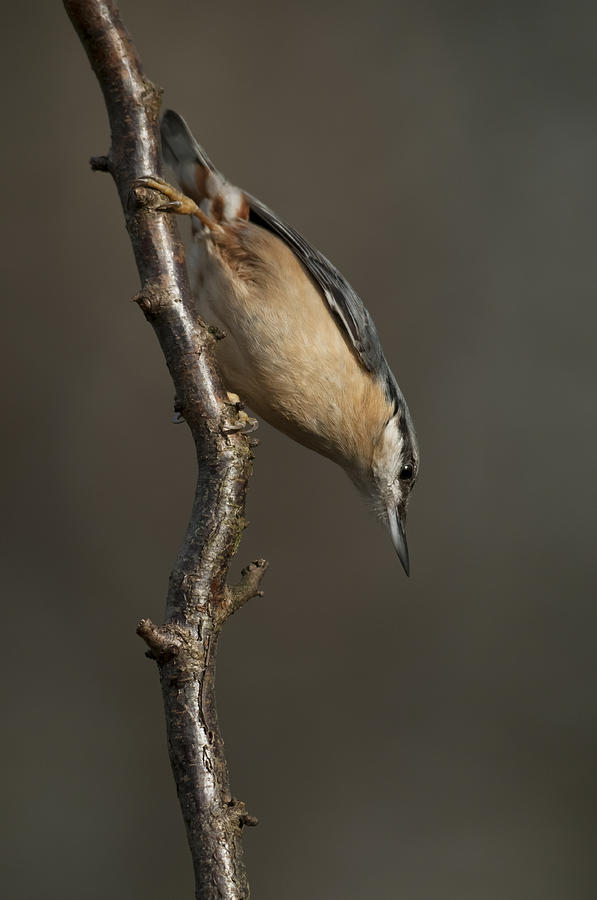 Nuthatch Photograph by Andy Astbury