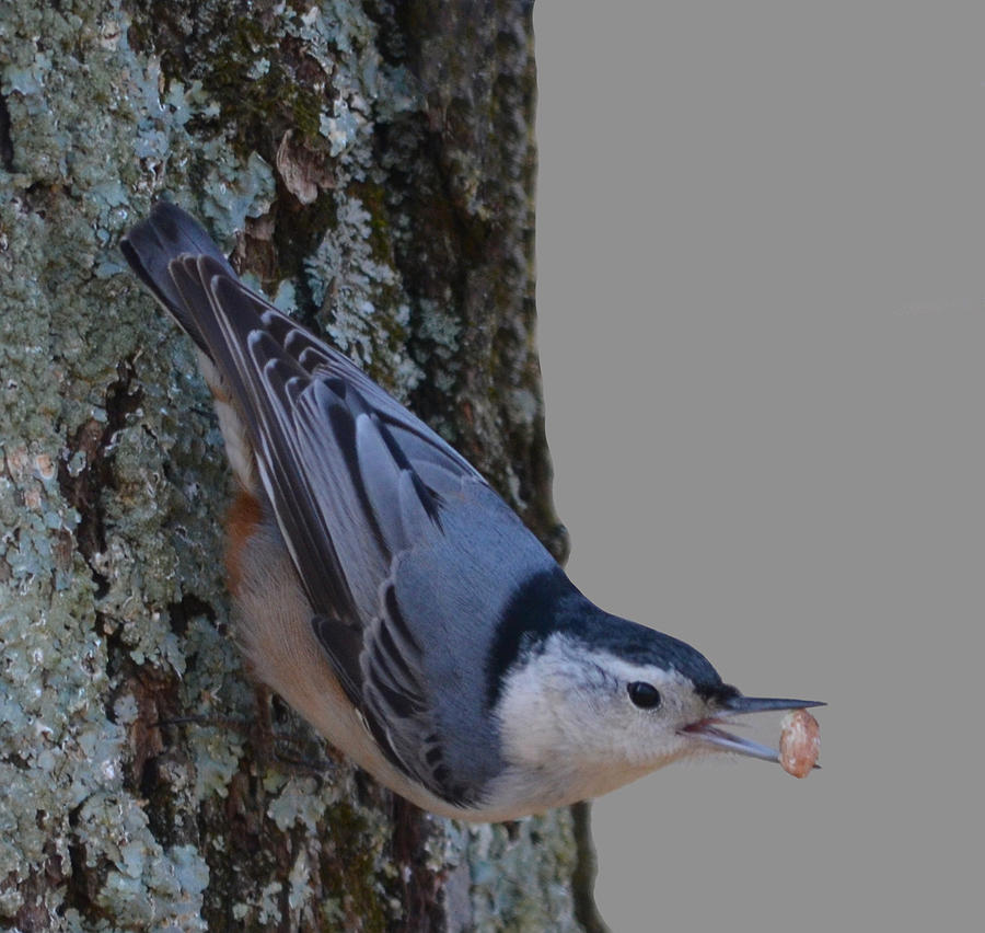 Nuthatch Photograph by Brian Stevens