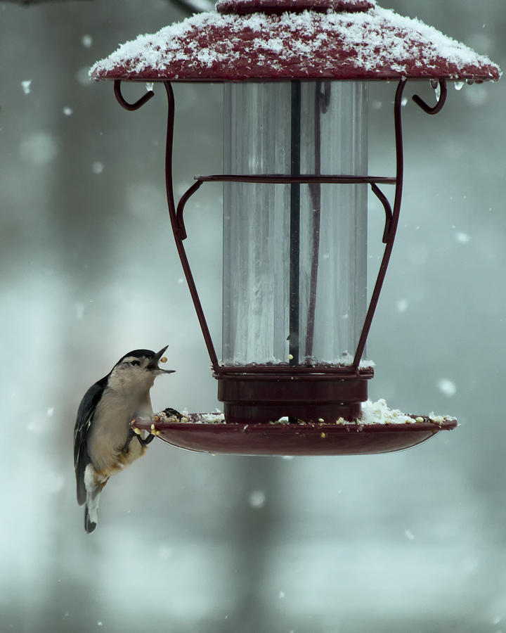 Feather Photograph - Nuthatch Catch by Bill and Linda Tiepelman