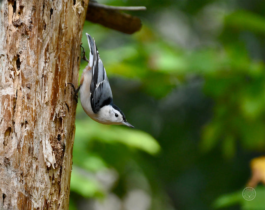 Nature Photograph - Nuthatch coming down the tree by Healing Woman