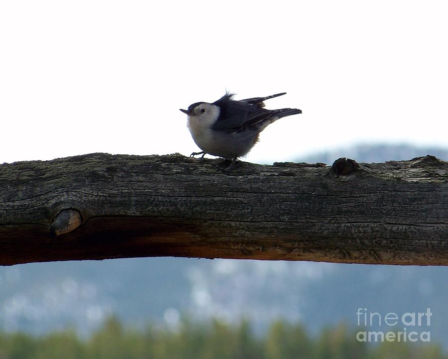 Nuthatch Photograph by Dorrene BrownButterfield