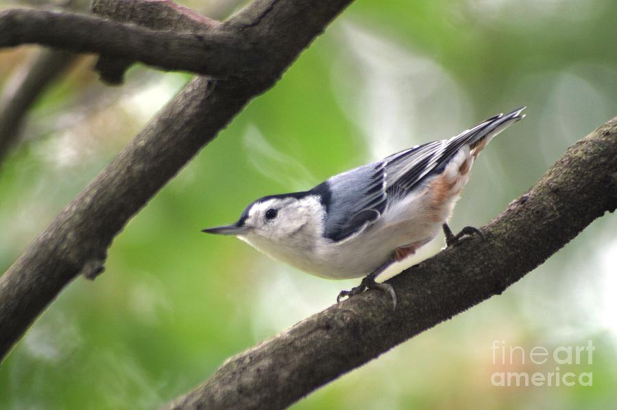 Nuthatch Photograph by Living Color Photography Lorraine Lynch