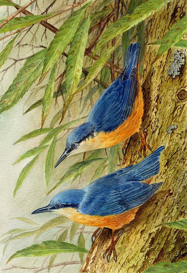 Nuthatch Painting by Michael Dermody - Fine Art America