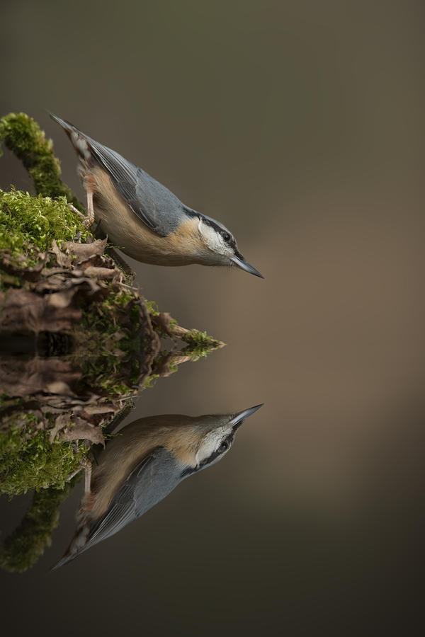 Nuthatch Reflection Photograph