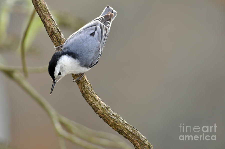 Nuthatch White Breasted Photograph by Laura Mountainspring