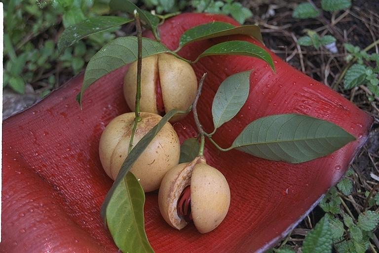 Nutmeg in Grenada Photograph by Don Fleming Pixels