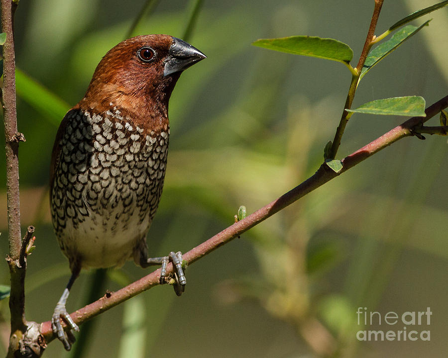 Nutmeg Mannikin Photograph By Carl Jackson