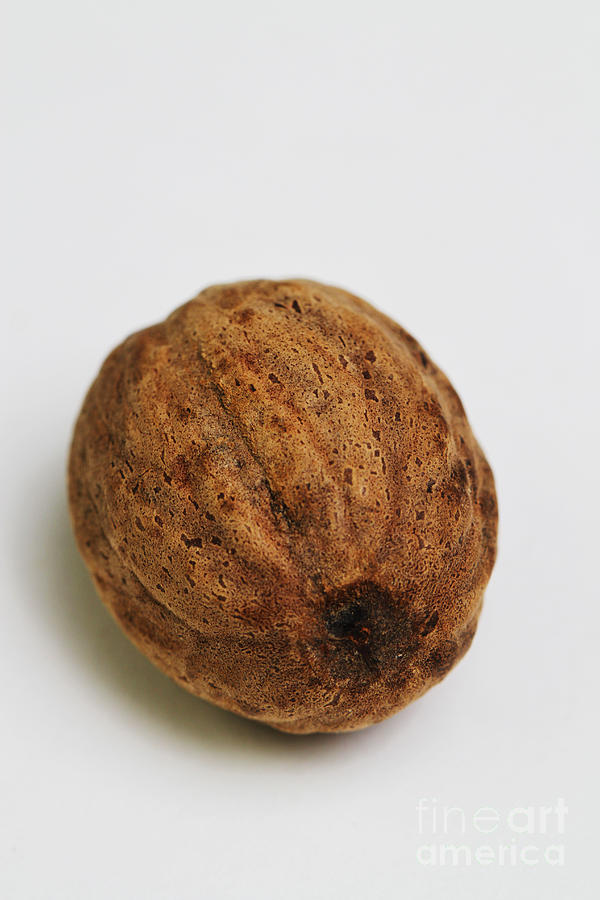 Nutmeg Seed Kernel Photograph by Photo Researchers, Inc.