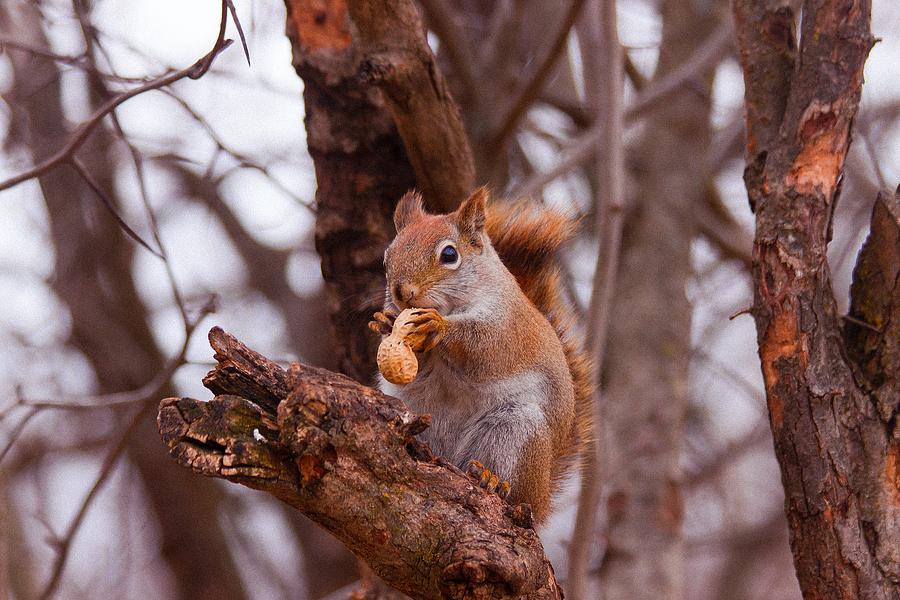 Nutty Squirrel Photograph by Josef Pittner