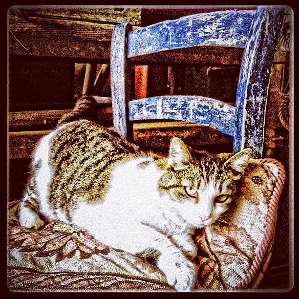 Cat Photograph - Nuvola Grunge #iphone #iphoneography by Roberto Pagani