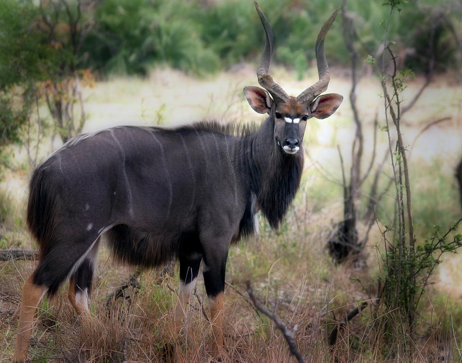 Nyala Buck Kruger South Africa Photograph by Joseph G Holland