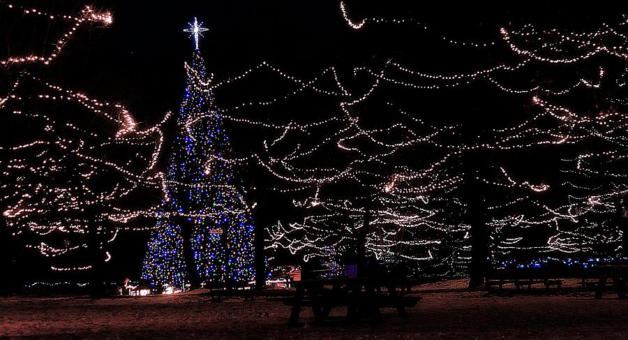 O Christmas Tree Photograph by Scott Hovind