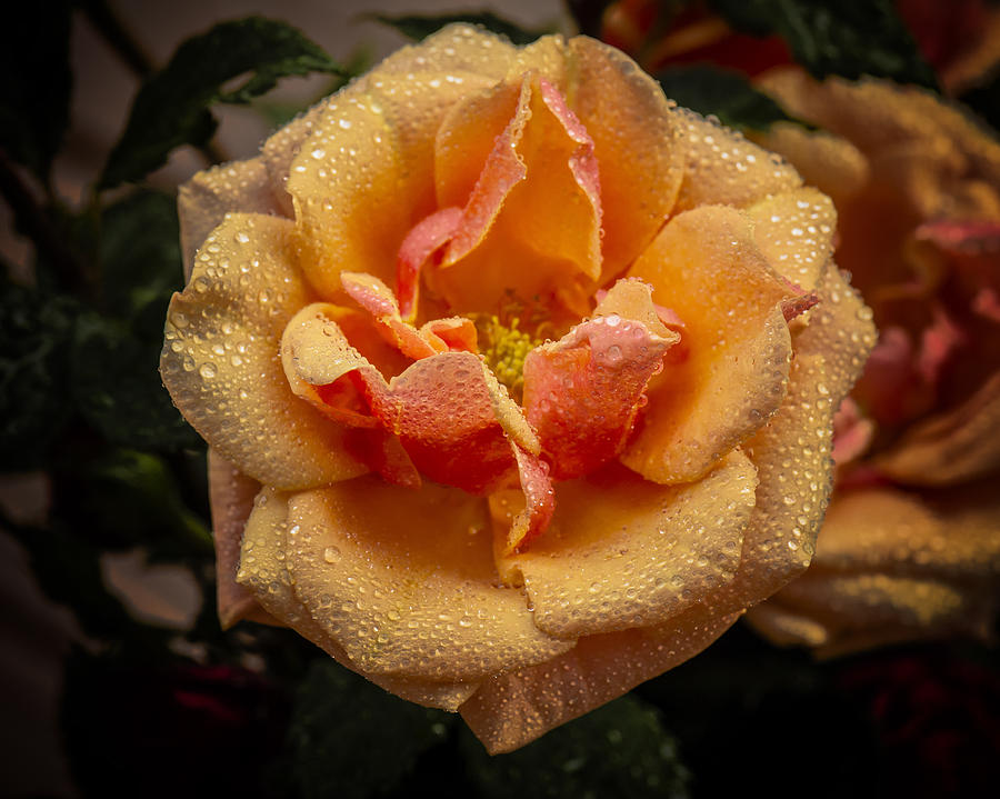 Flower Photograph - O Rose thou art sick by Michael Putnam