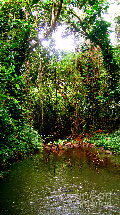 Oahu Rainforest Photograph by Iris Vanessa Hood - Pixels