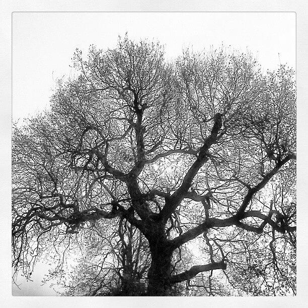 Spring Photograph - oak by Linandara Linandara