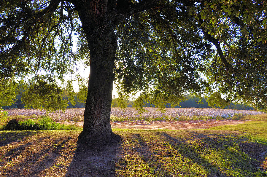 Landscape Photograph - Oak And Cotton Fields by Jan Amiss Photography