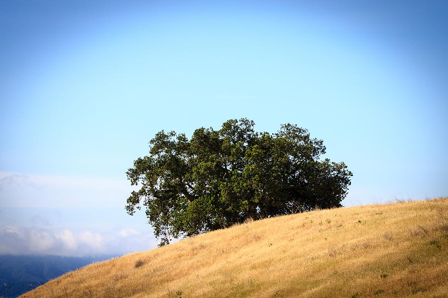 Oak Behind Hill Photograph by Dina Calvarese
