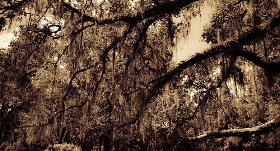Oak Canopy Photograph by DigiArt Diaries by Vicky B Fuller