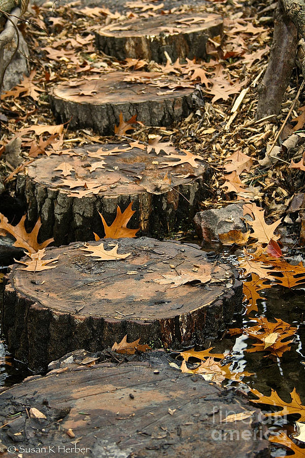 Tree Photograph - Oak Creek Steps by Susan Herber