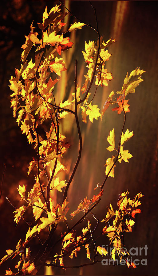 Oak Glowing Photograph by Bruno Santoro