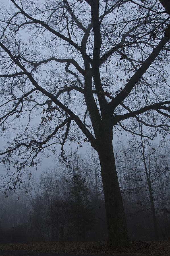 Wildlife Photograph - Oak in the Fog by Eva Jo Wu