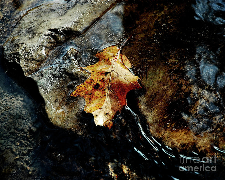 Aj Hansen Photograph - Oak Leaf and Water by Arne Hansen