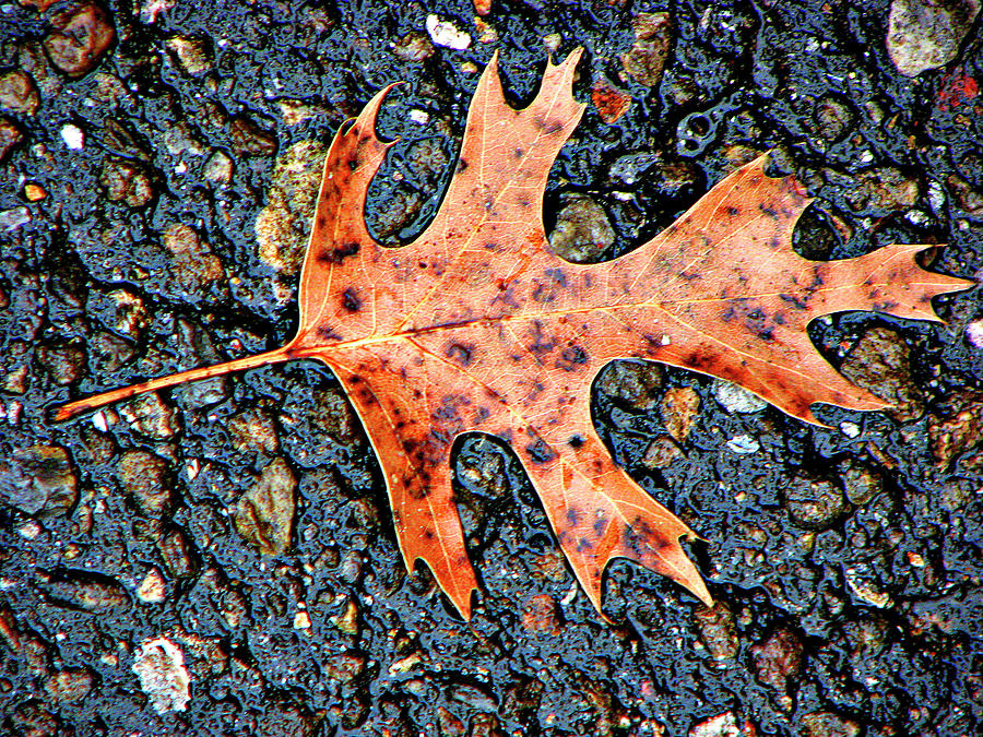Oak Leaf In Fall Photograph by Carolyn Marshall