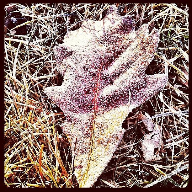 Lisle Photograph - Oak Leaf In The Grass Covered In Frost by Kristine Tague