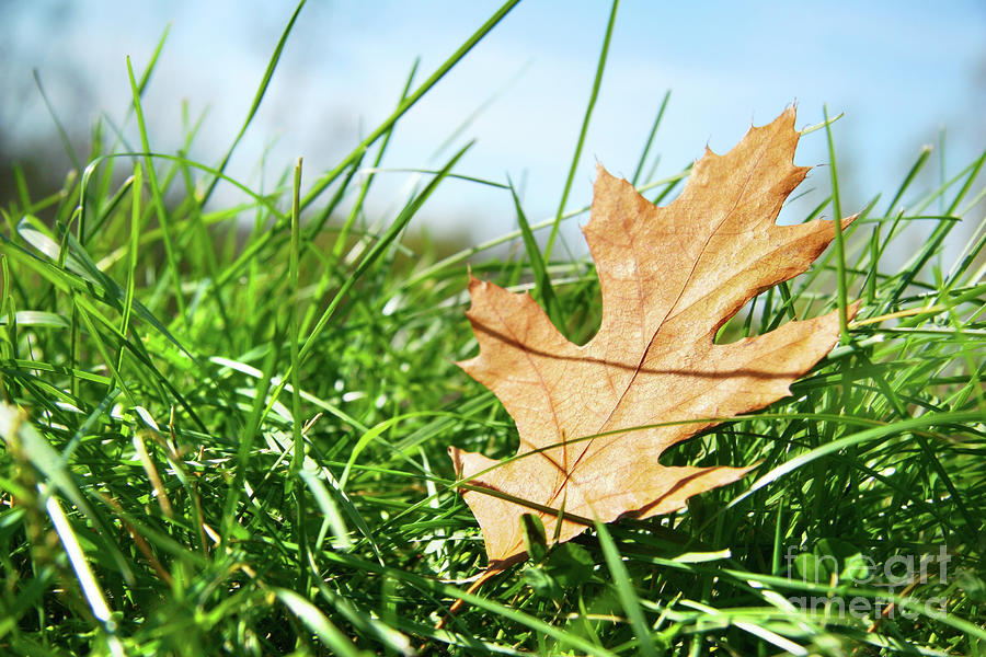 Fall Photograph - Oak leaf in the grass by Sandra Cunningham