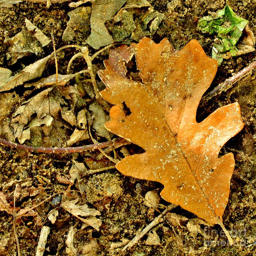 Oak Leaf Photograph by Marilyn Smith