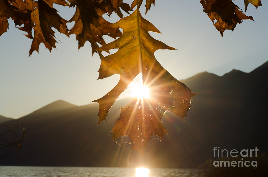 Oak leaf Photograph by Mats Silvan