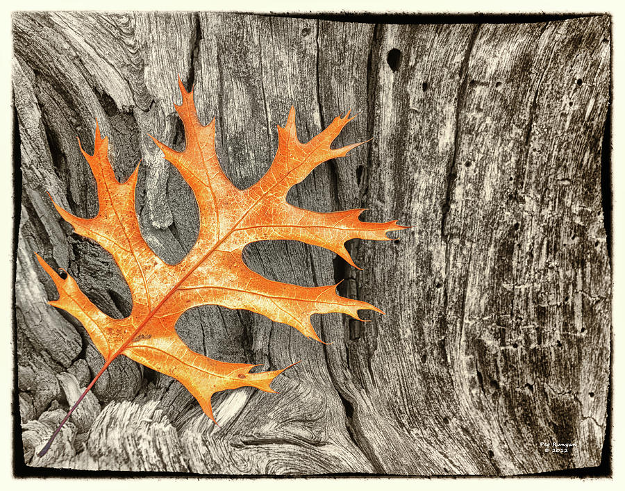 Oak Leaf on Weathered Wood Photograph by Peg Runyan