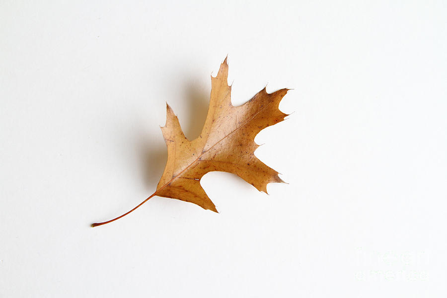 Oak Leaf Photograph by Photo Researchers