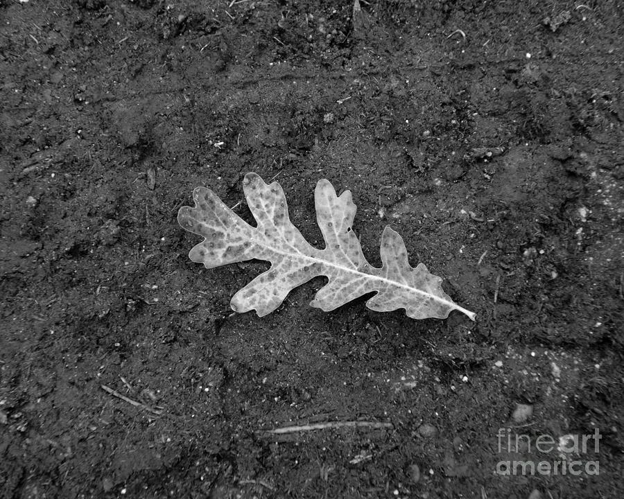 Oak Leaf Photograph Photograph by Kristen Fox