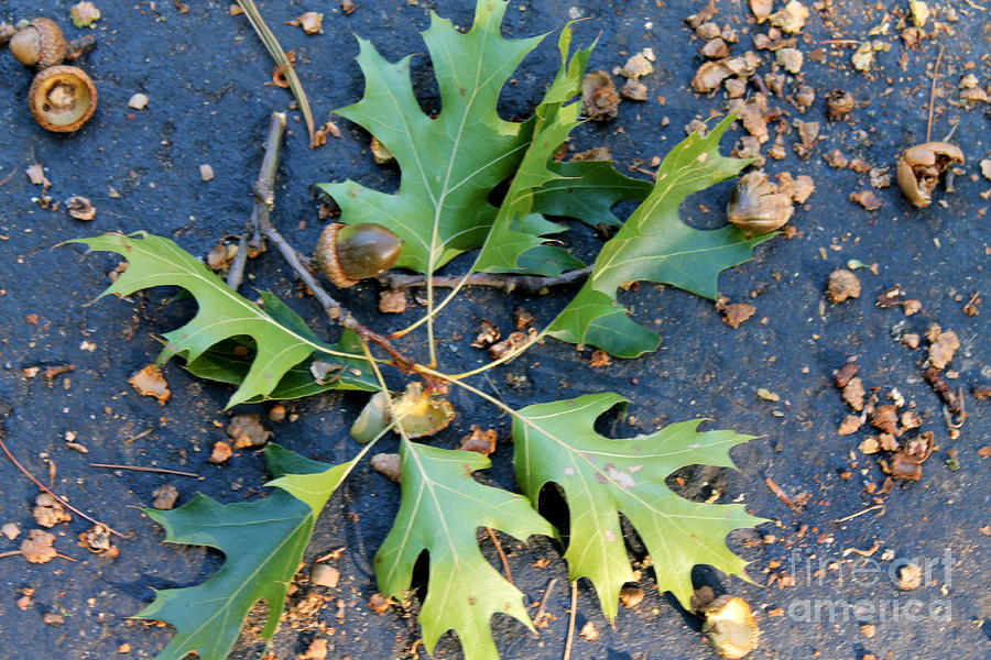 Oak leaves and acorns Photograph by Pamela Walrath