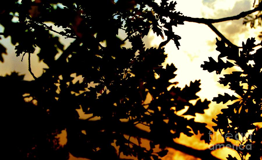 Oak Leaves Photograph by Ellen Heaverlo