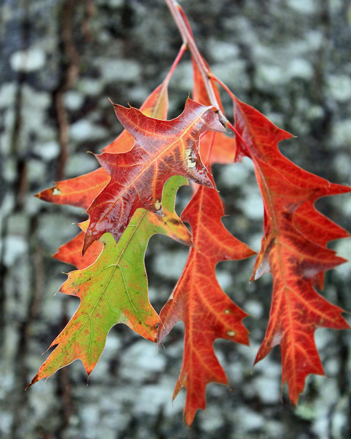Oak Leaves Photograph by Gerry Bates