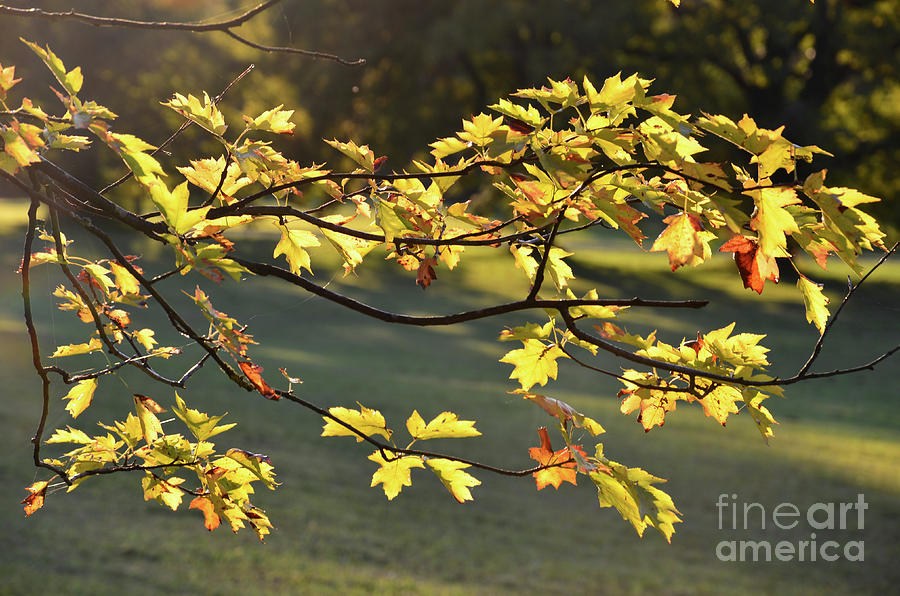 Nature Photograph - Oak leaves in the sunlight by Bruno Santoro