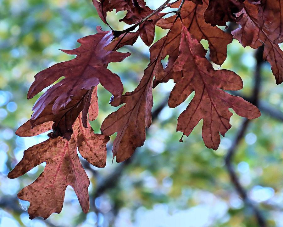 Oak Leaves Photograph by Janice Drew