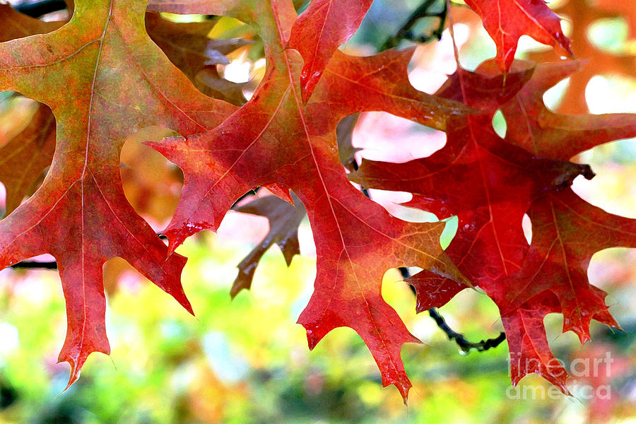 Oak Leaves Photograph by Margaret Hood